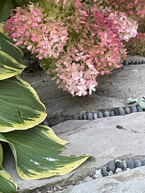 close up of pink Panicle hydrangea flower next to variegated foliage