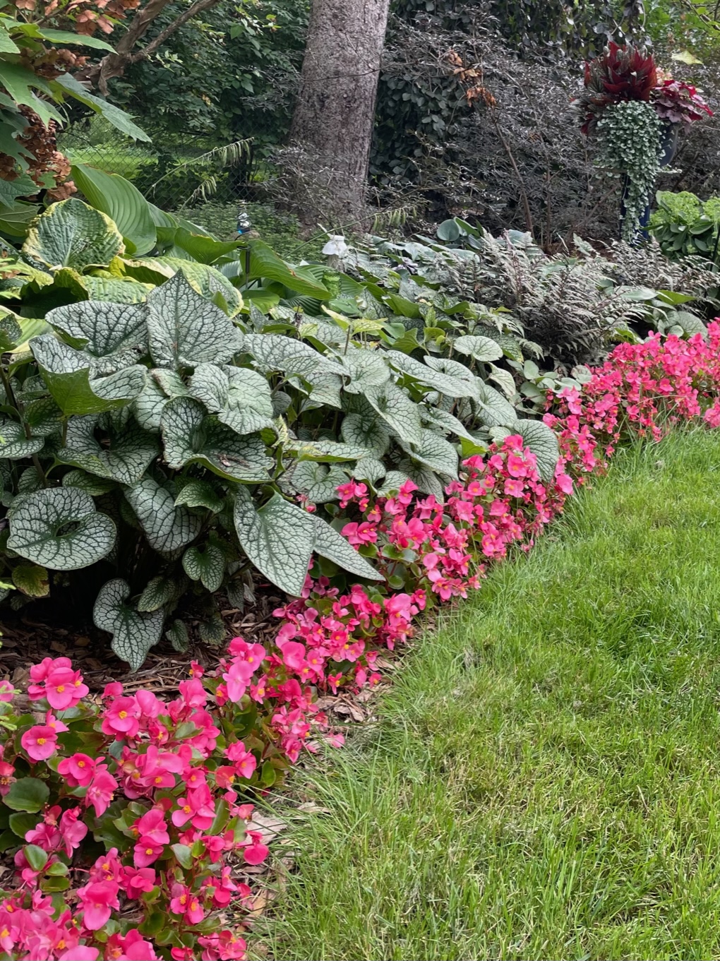 bright pink begonias growing underneath various shade plants