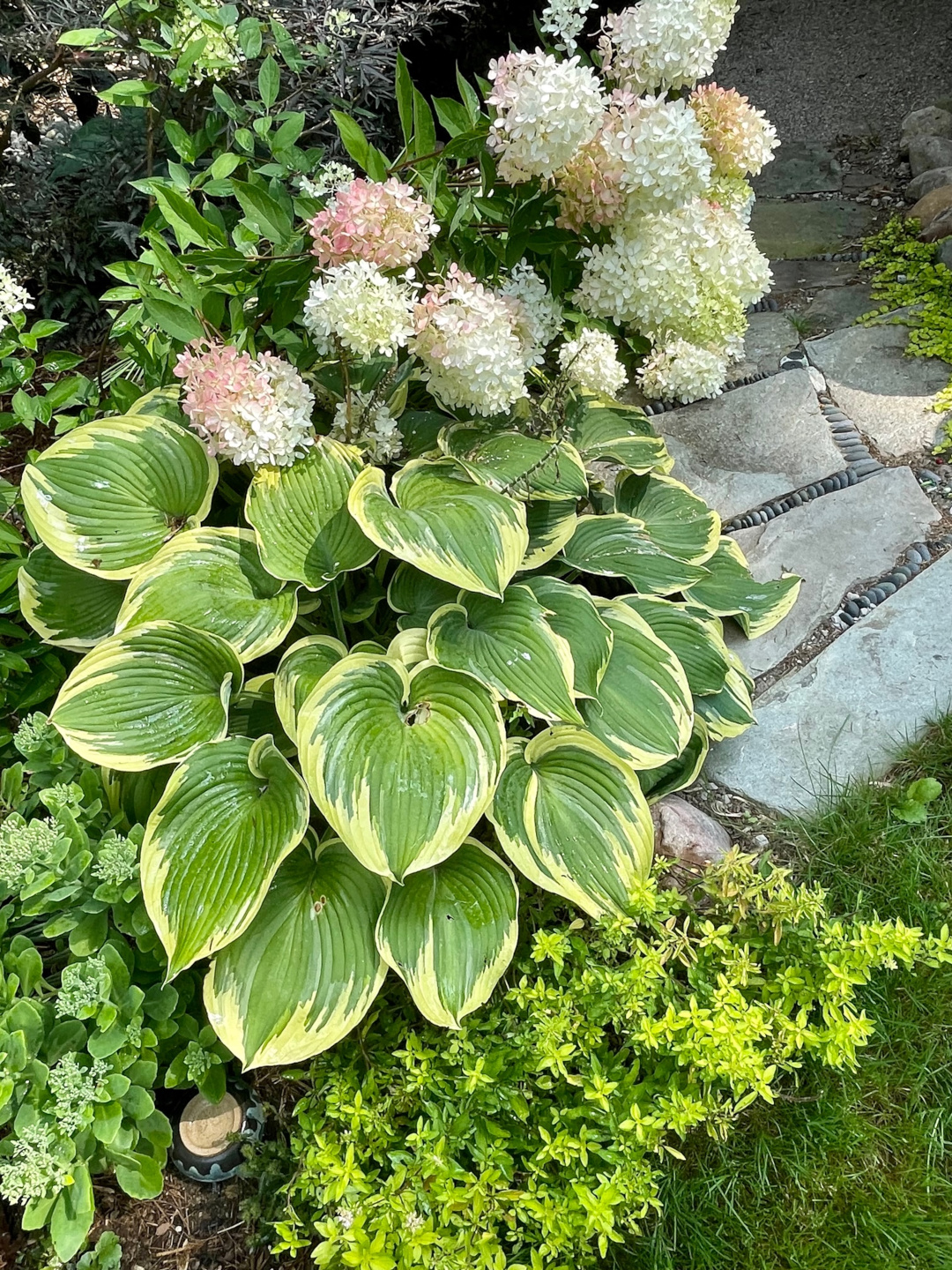 hydrangea and variegated hostas next to stone path