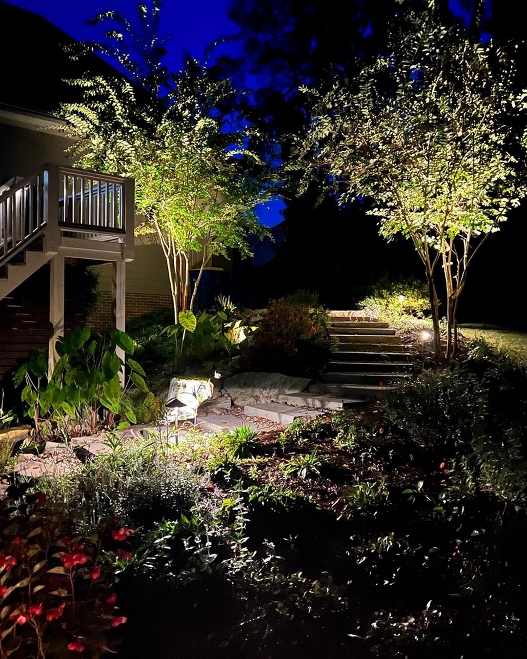 small trees in the garden lit up at night