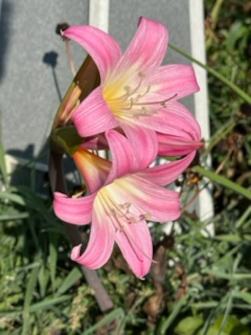 close up of pink Lycoris squamigera flowers