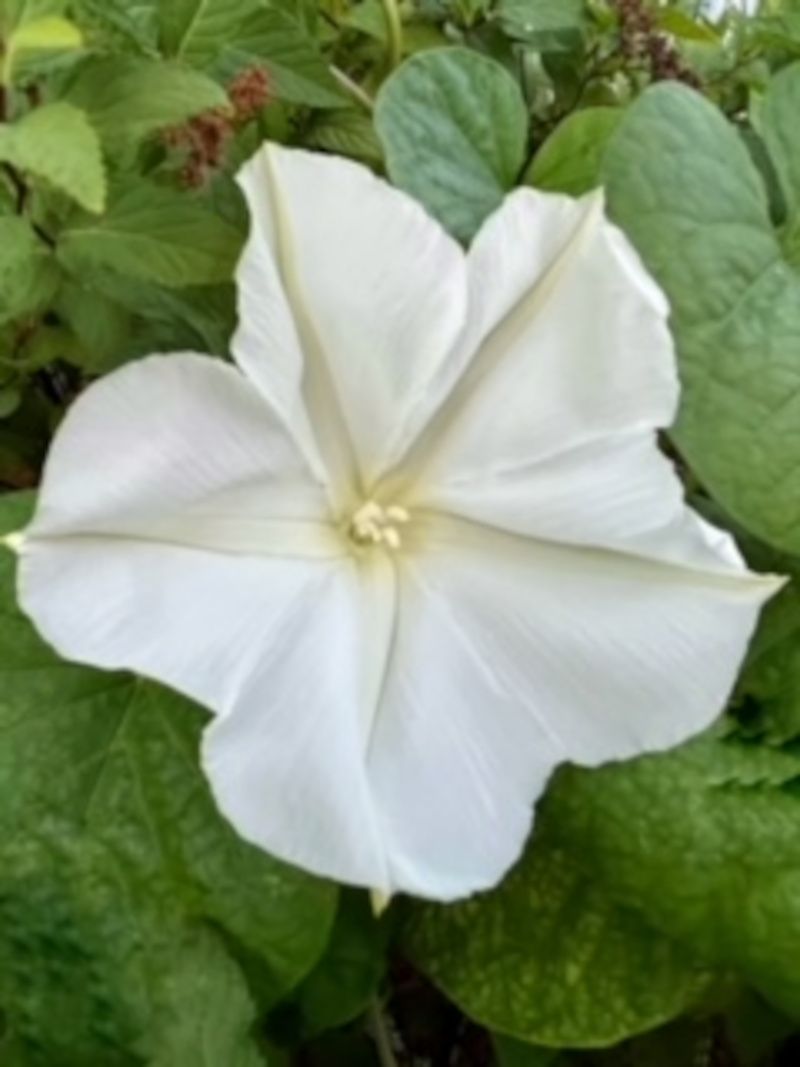 close up of white Moon flower