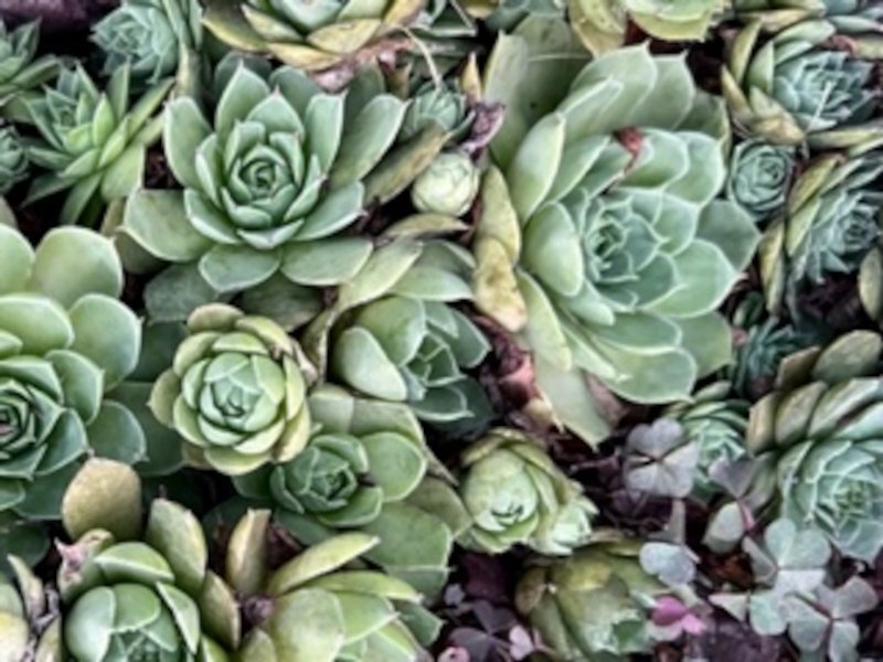 close up of Hen and chicks