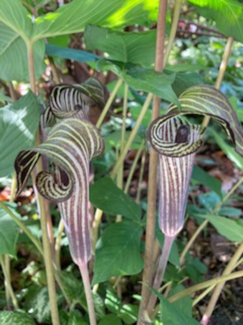 close up of Jack-in-the-pulpit flowers