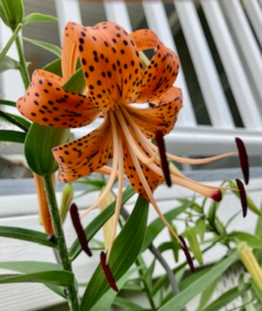 close up of Tiger lily flowers