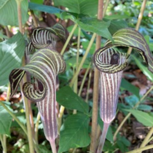 close up of Jack-in-the-pulpit flowers