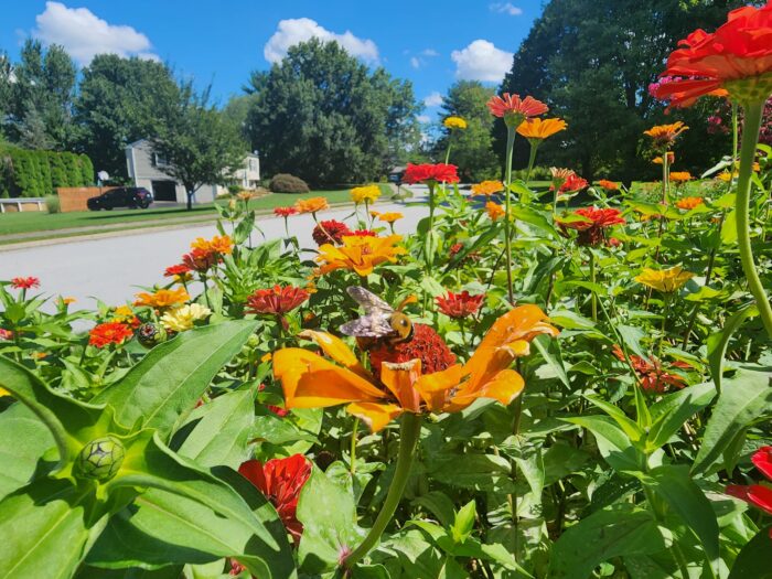 close up of bumblebee on zinnia