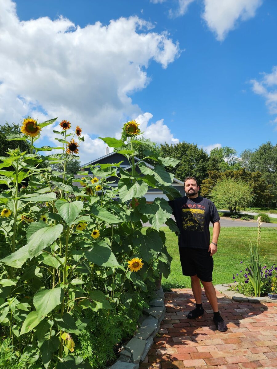 gardener standing next to tall sunflowers