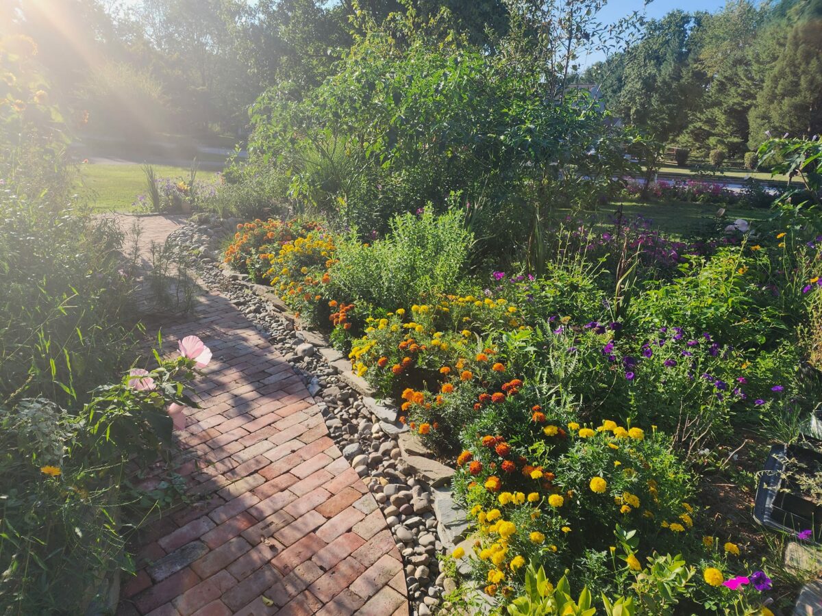 brick garden walkway lined with marigolds