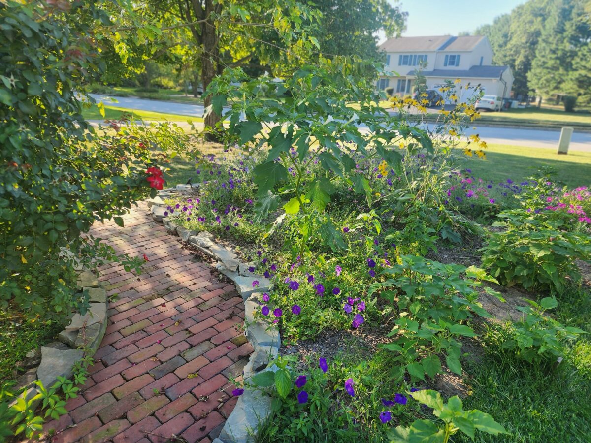 purple flowers next to brick walkway