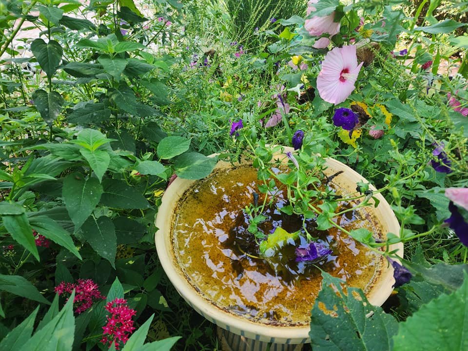 bird bath surrounded by flowers