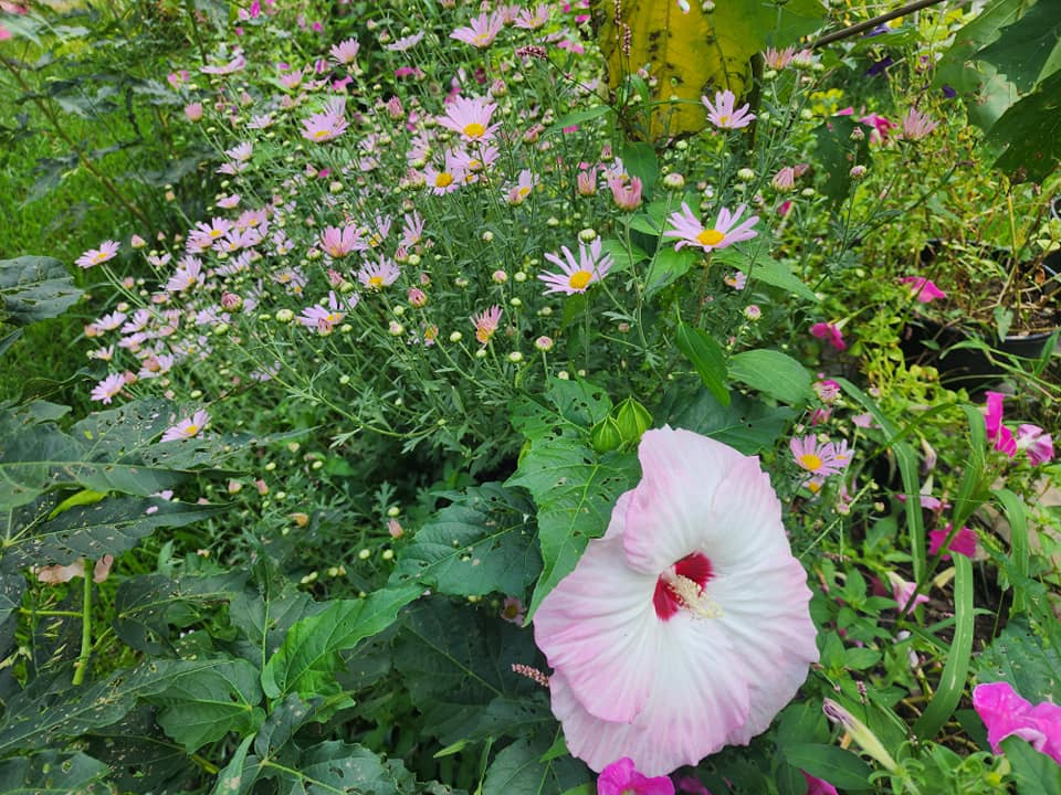 close up various pink flowers