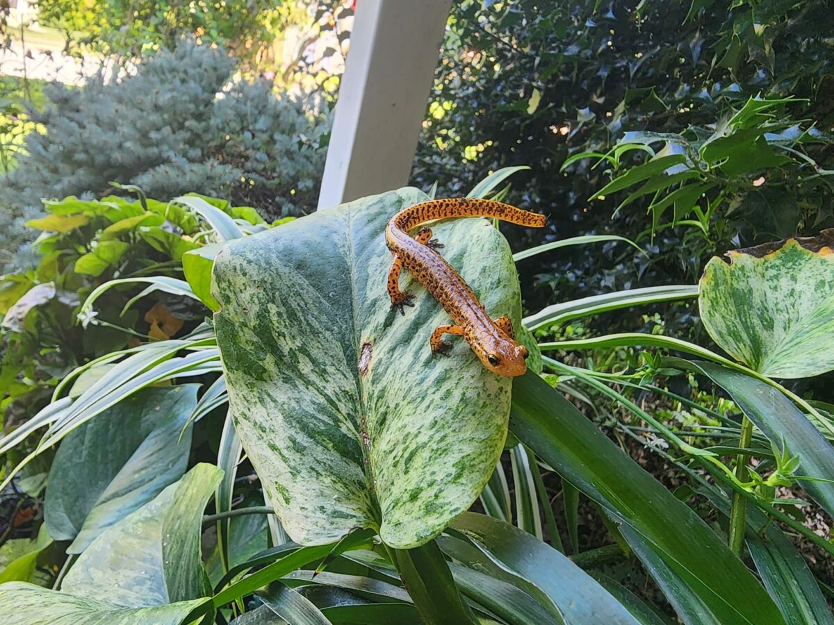 salamander on a large leaf