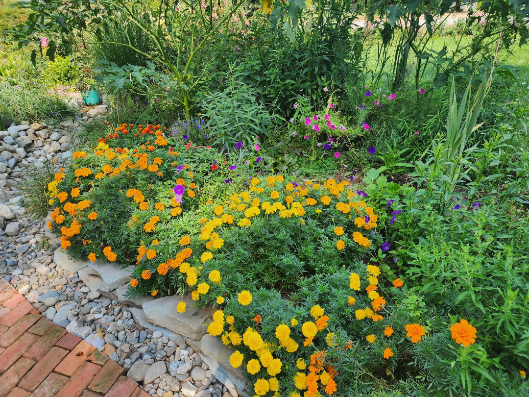 close up of orange and yellow marigolds in the garden