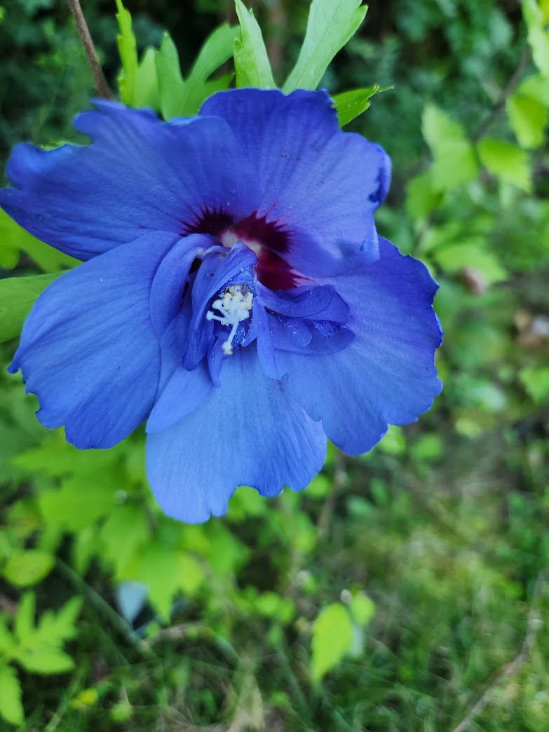 close up of blue hibiscus flower