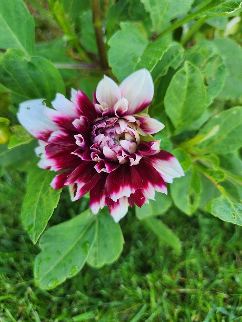 close up of white and dark pink dahlia beginning to open