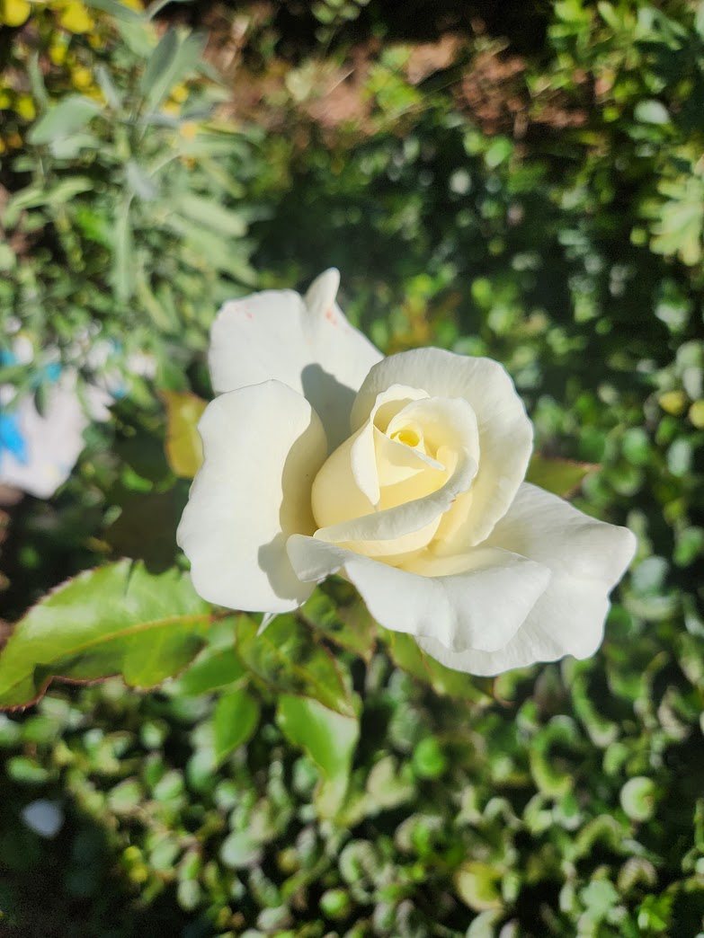 close up of white rose beginning to bloom