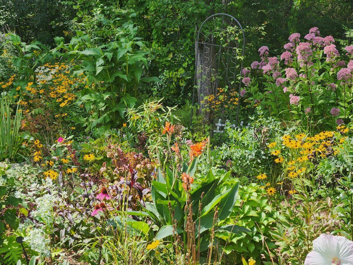 densely planted garden with yellow and pink flowers