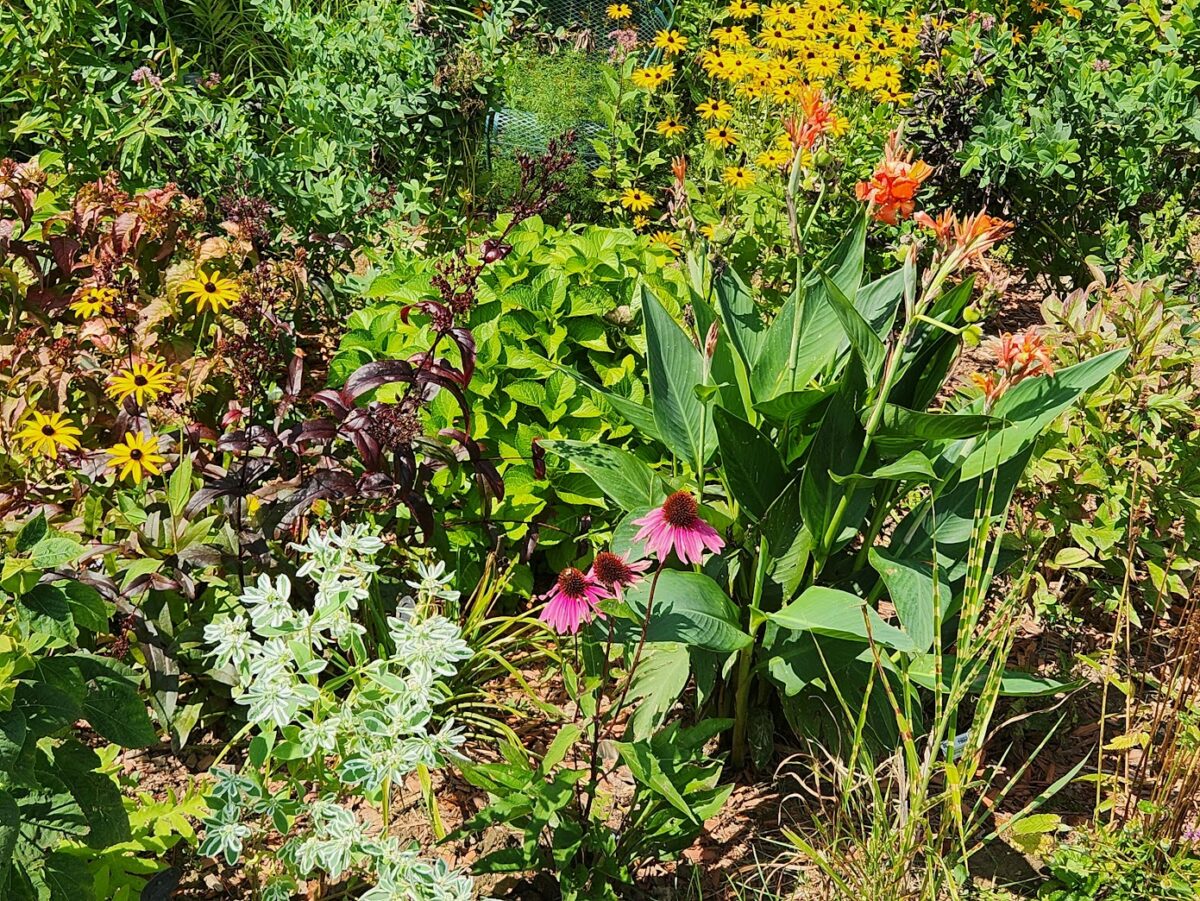 close up of various plants