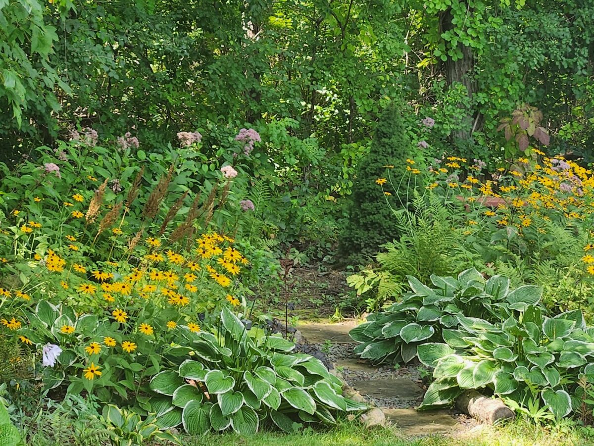 hostas and yellow flowers along a garden path