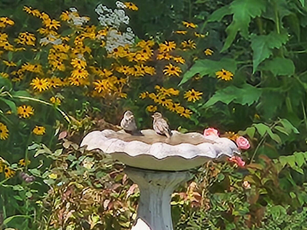 birds in a bird bath with yellow flowers behind