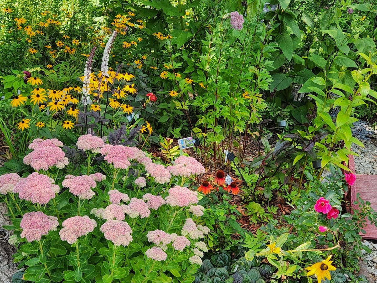 close up of pink and yellow flowers in the garden