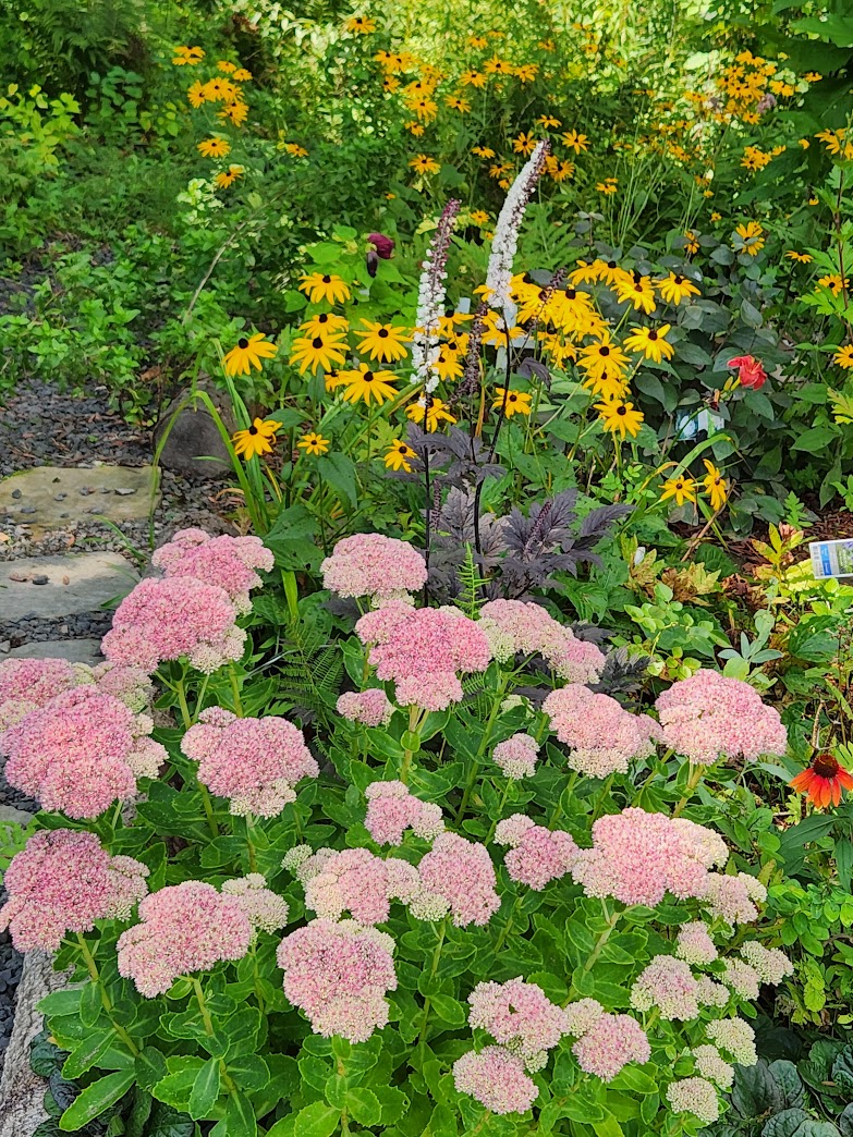 pink flowers in front of yellow flowers