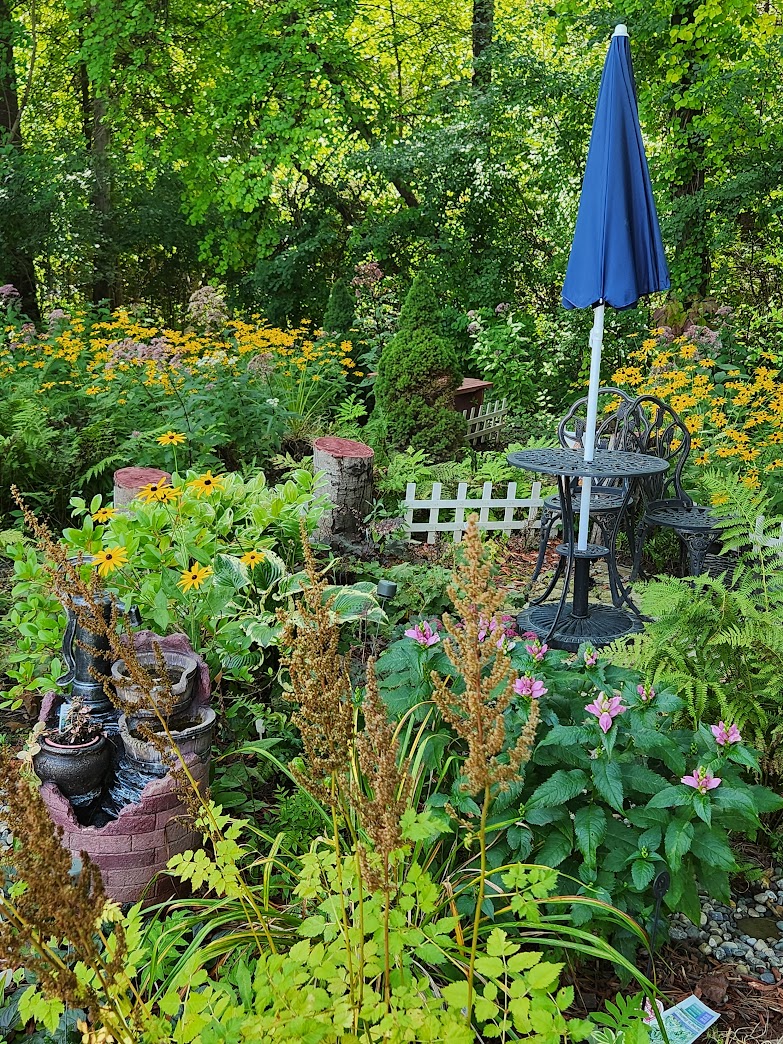 dried astilbe in late summer garden