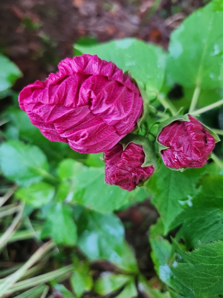 close up of pink hibiscus buds