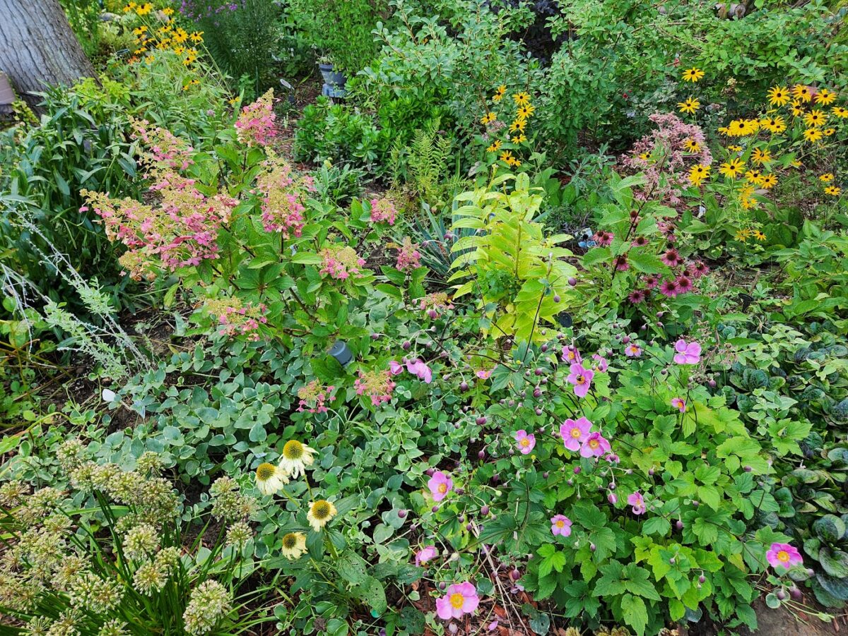 close up of densely planted garden