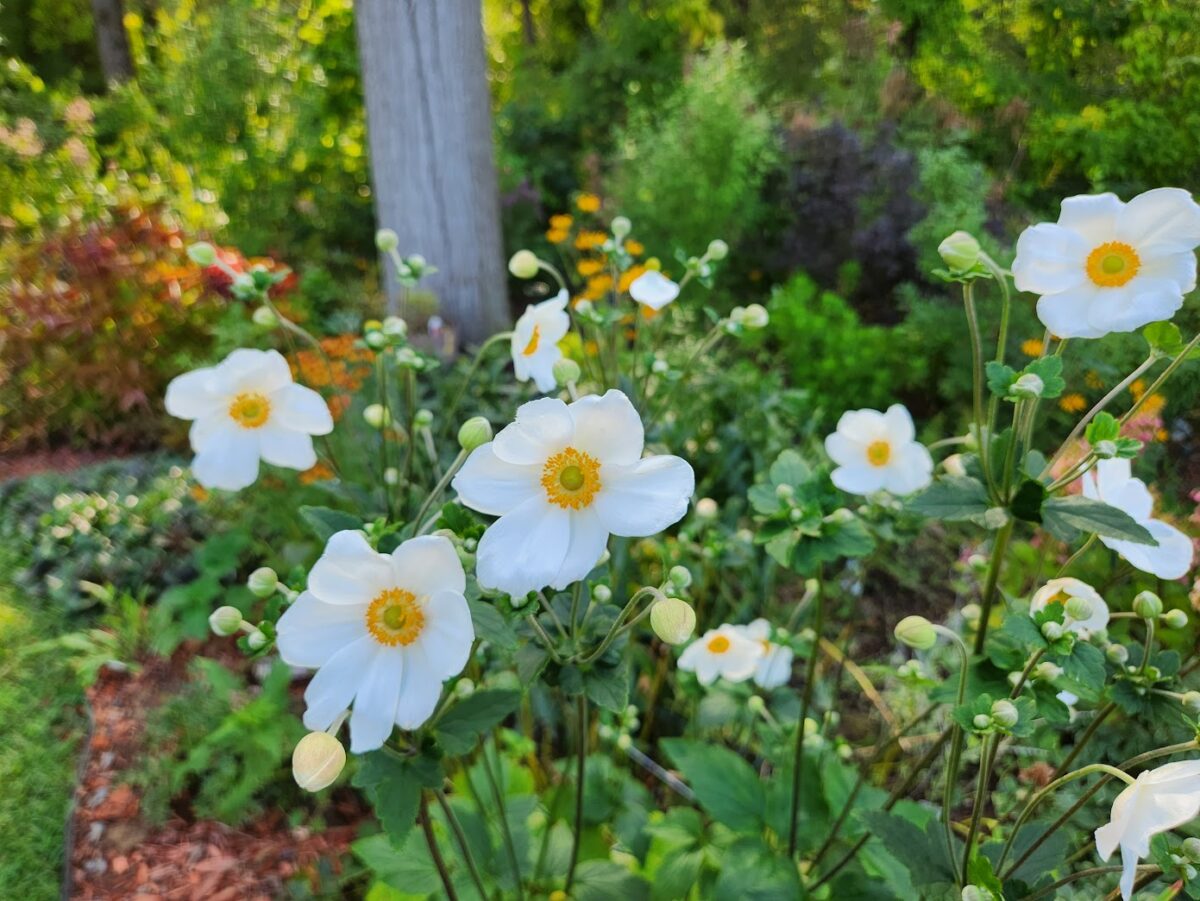 close up of white anemones