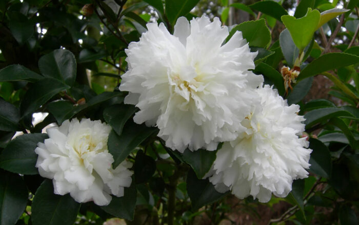 sun-tolerant camellias