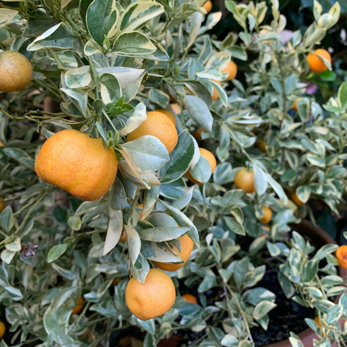 Calamondin oranges