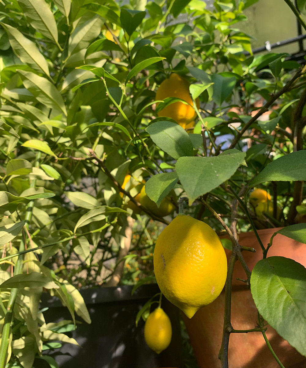 Improved Meyer lemon