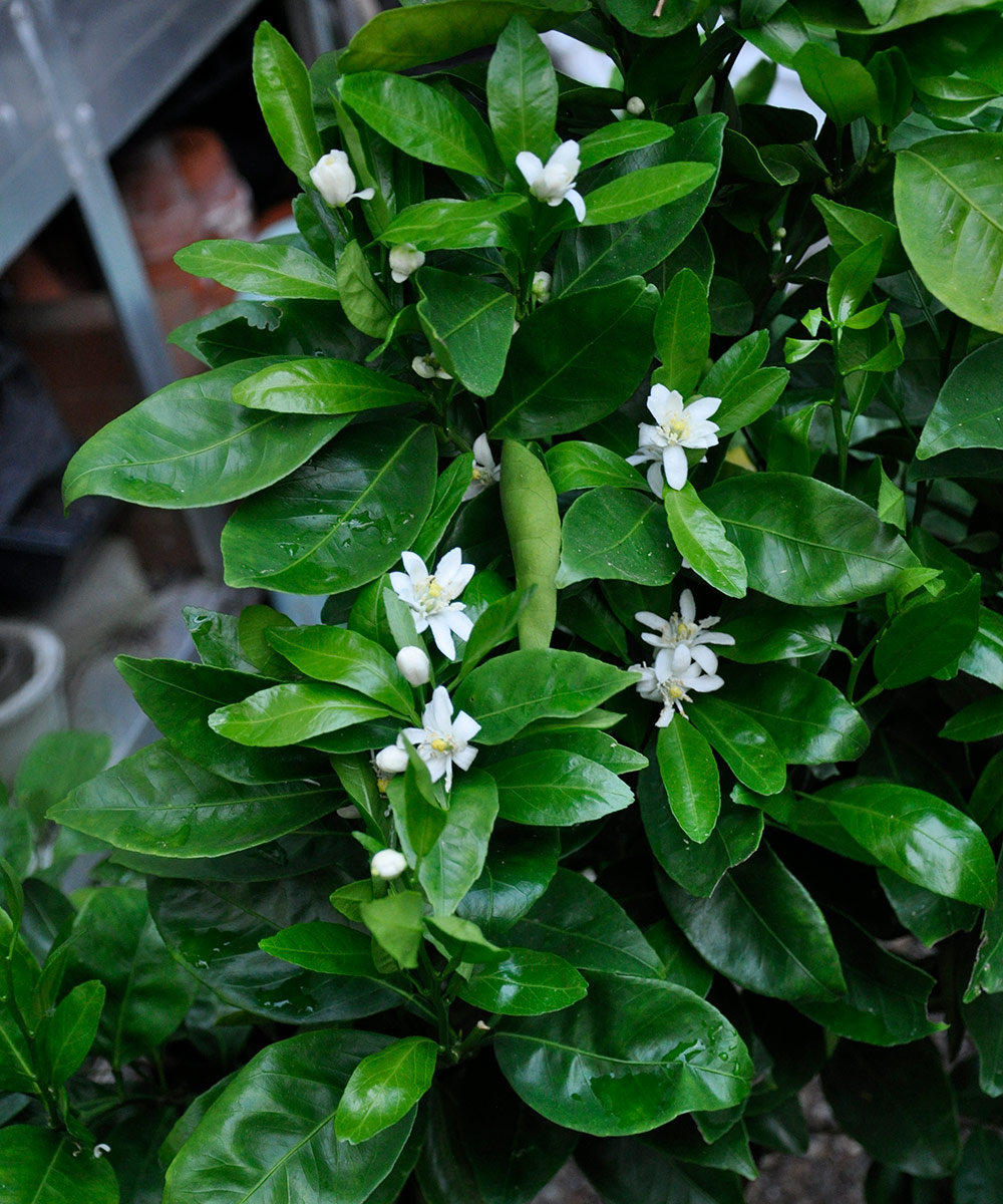 orange blossoms