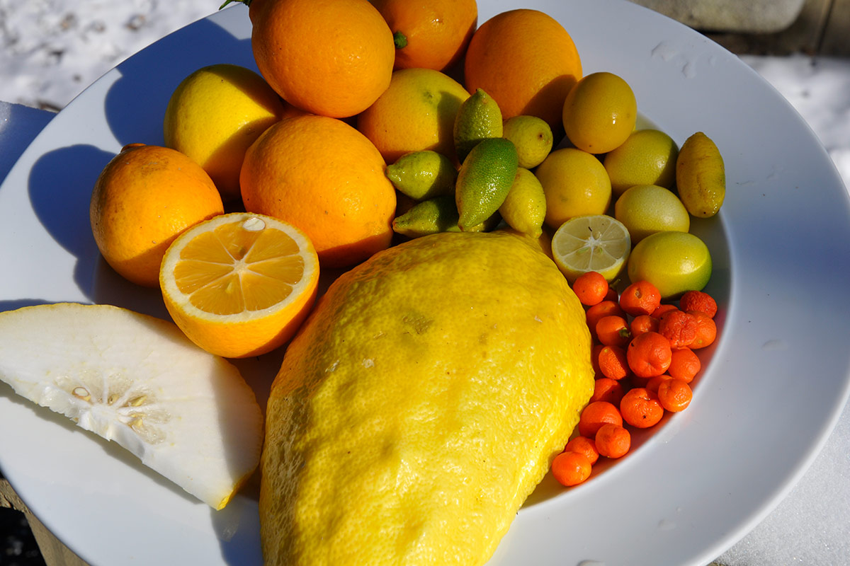 bowl of harvested citrus