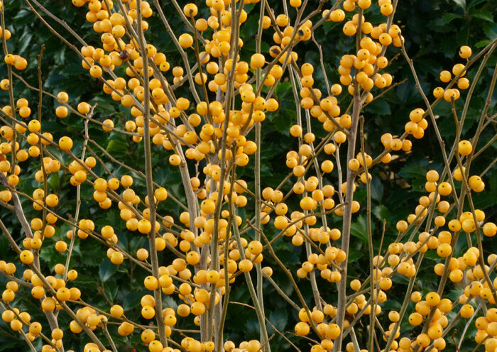 winterberries in Pacific Northwest