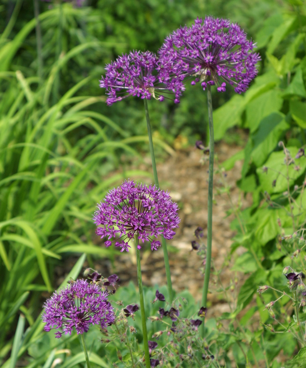 Purple Sensation allium