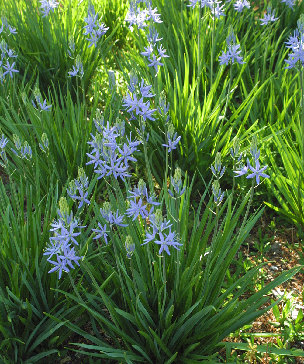 Blue Danube wild hyacinth