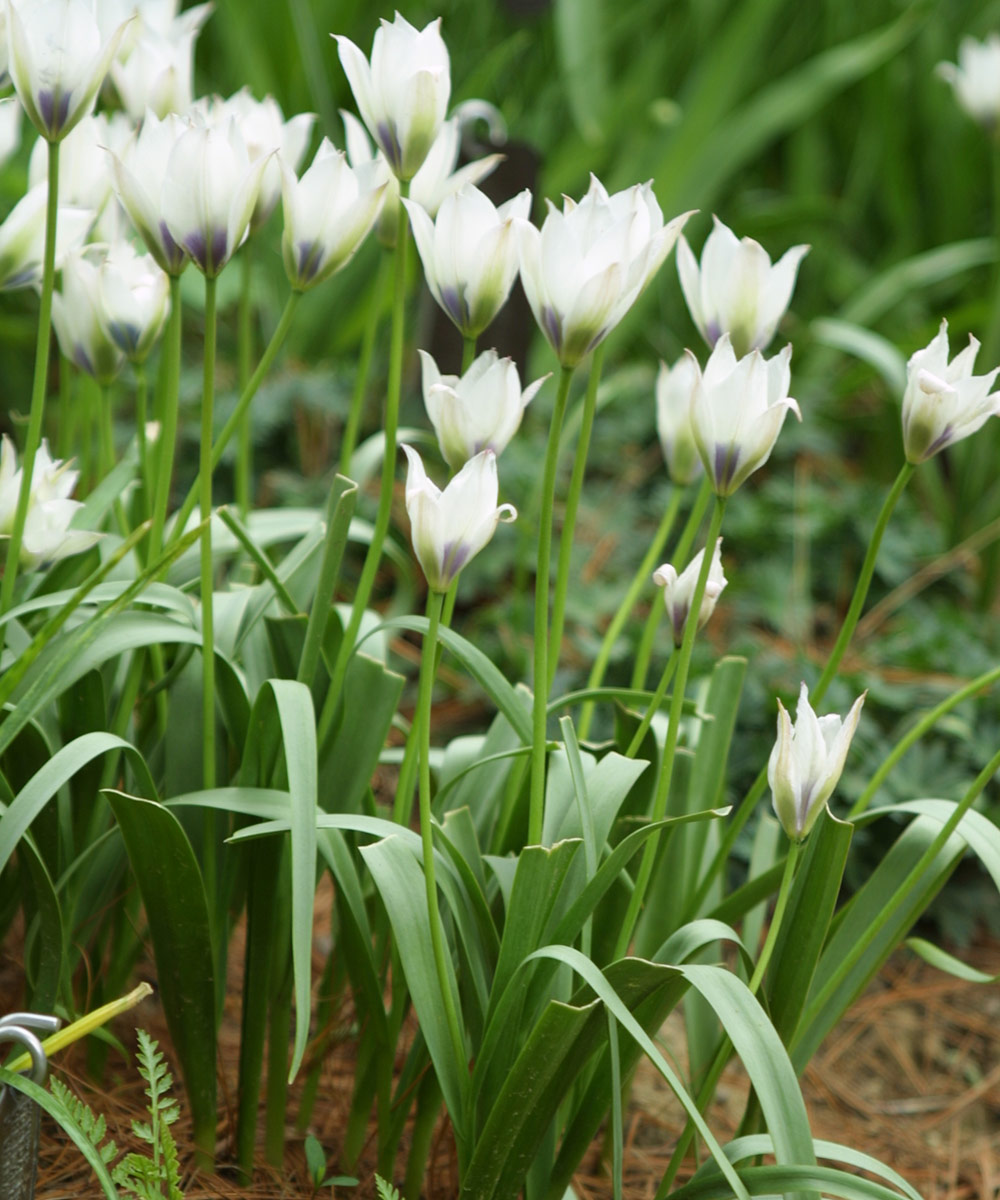 Alba Coerulea Oculata low-growing tulip