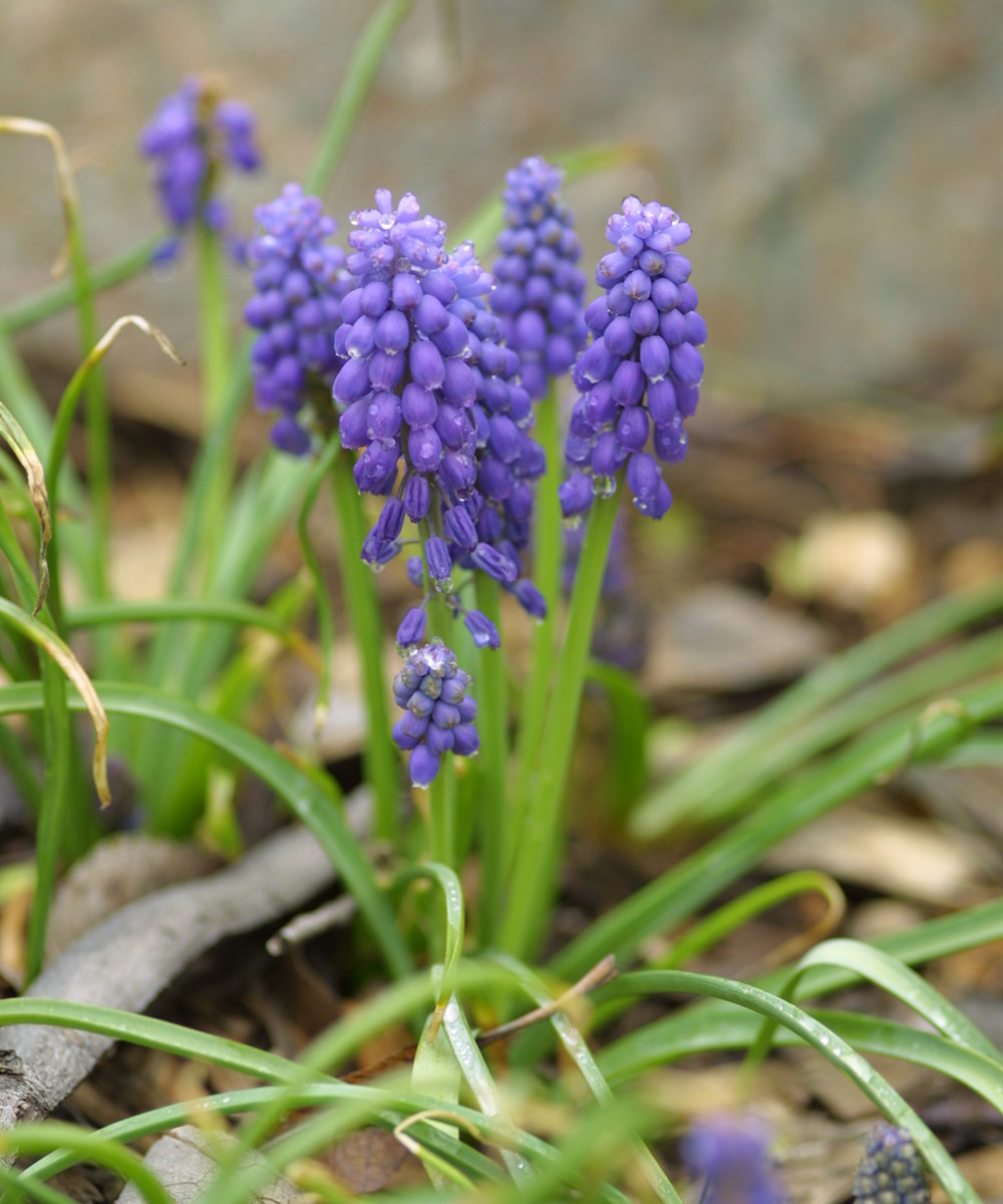 Blue Spike grape hyacinth