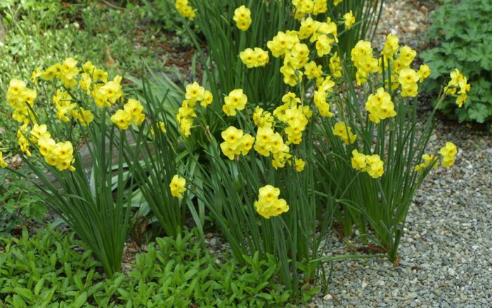 Kokopelli daffodil