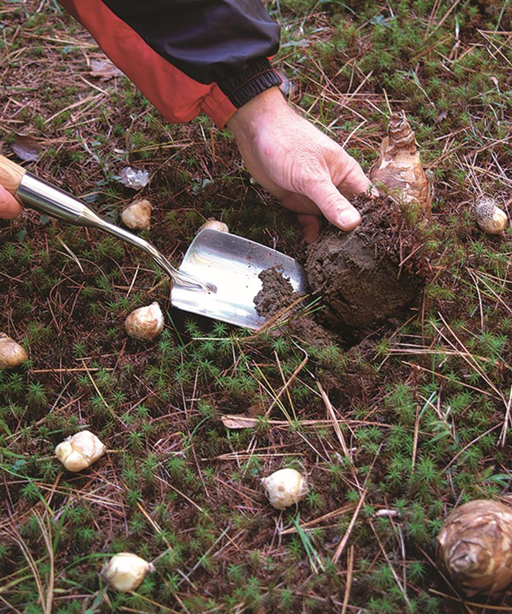 planting spring bulbs