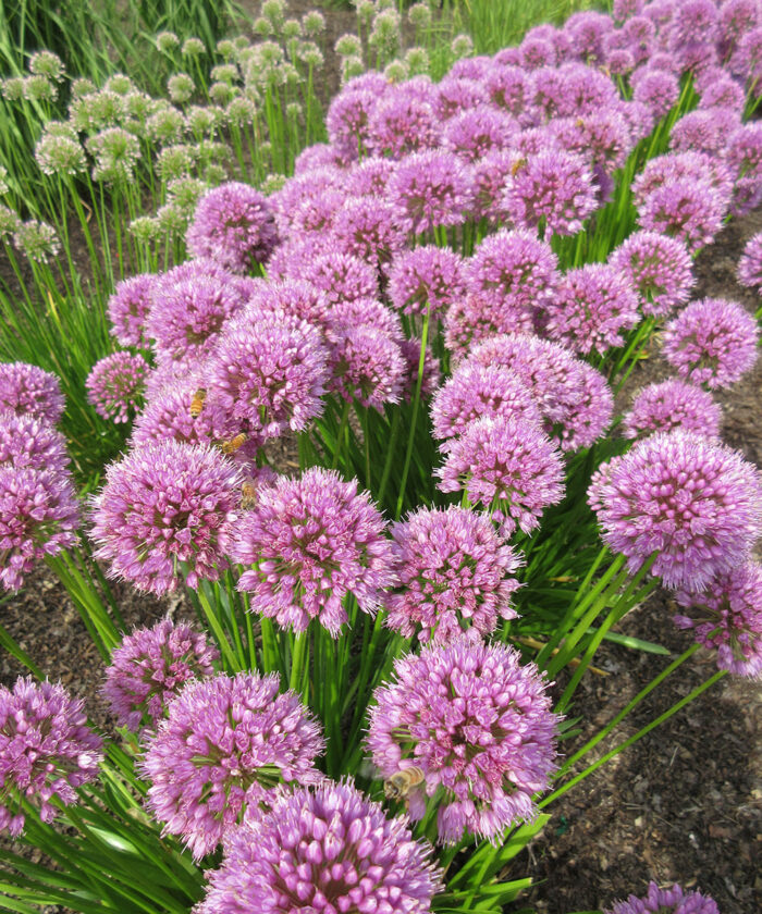 8 Slam-Dunk Perennials for the Midwest - Fine Gardening