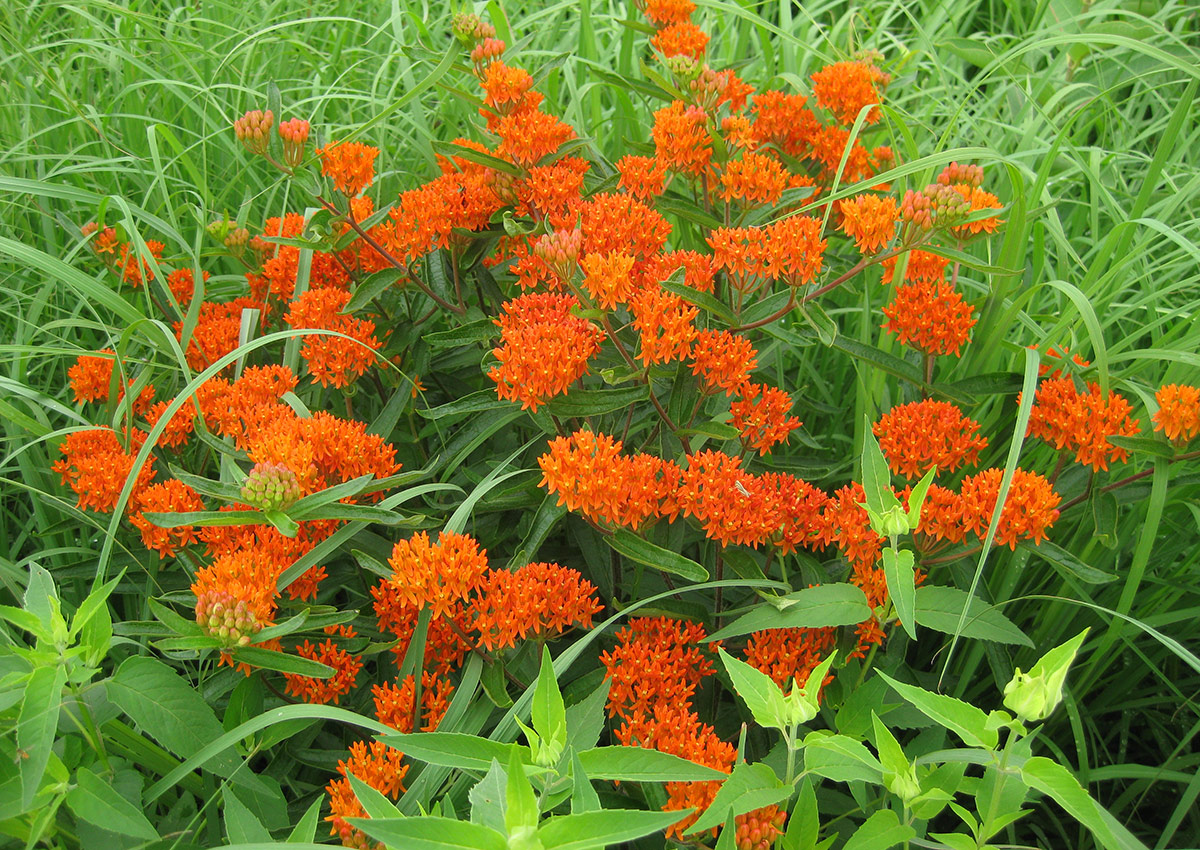 Butterfly weed