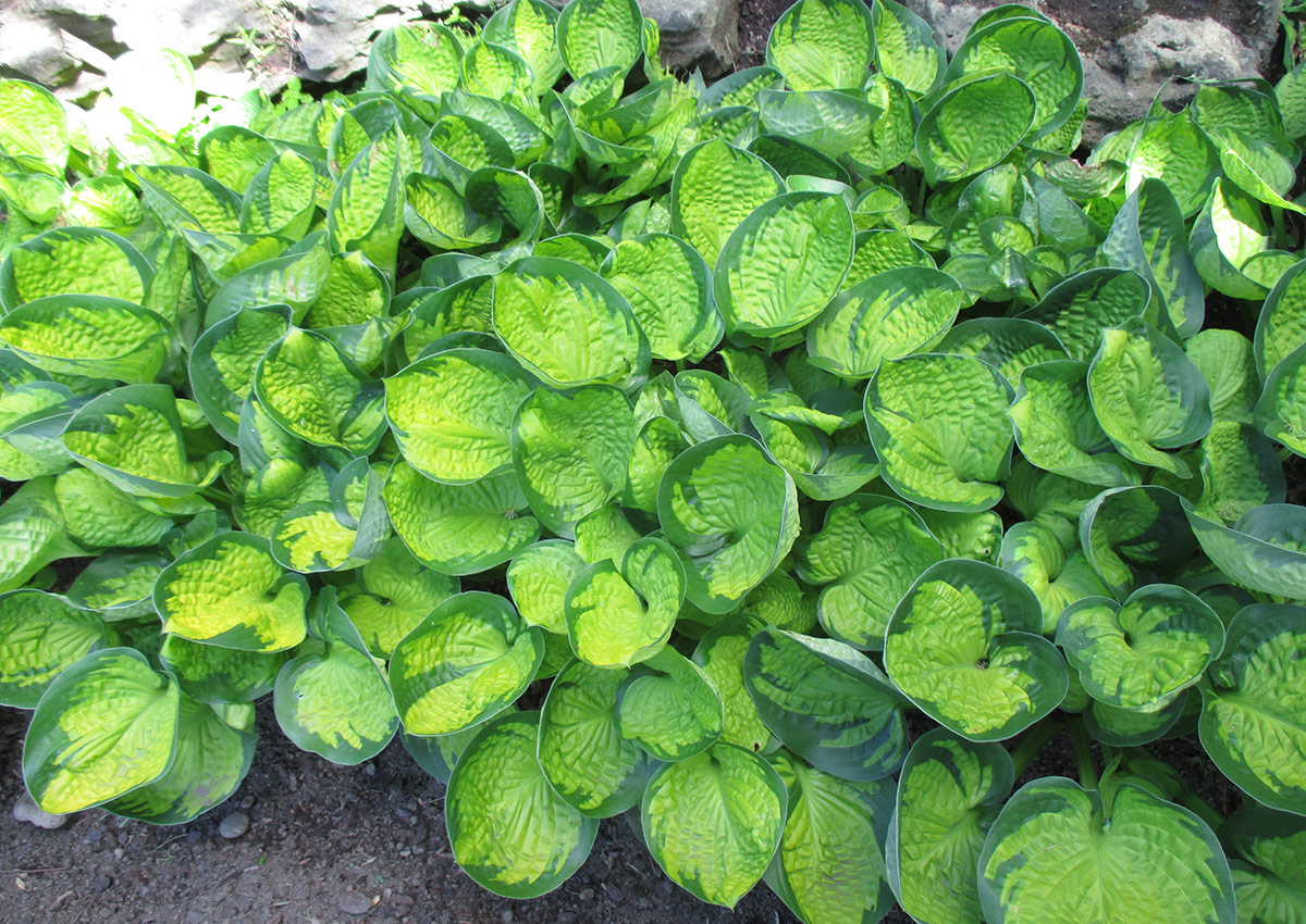 Rainforest Sunrise hosta