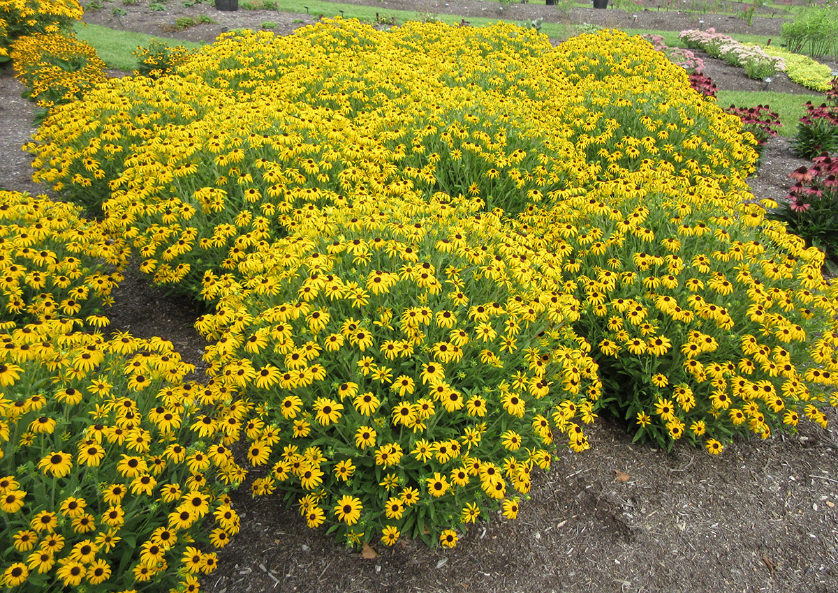 American Gold Rush black-eyed Susan