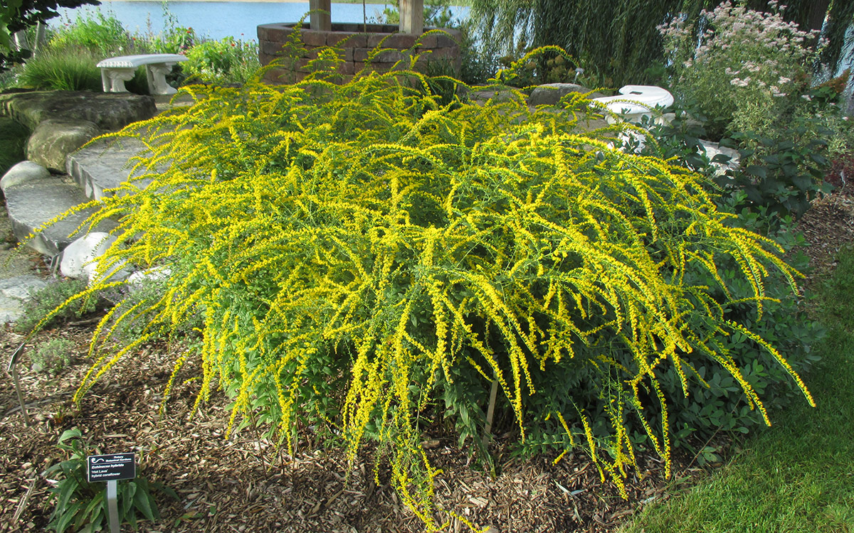 Fireworks goldenrod