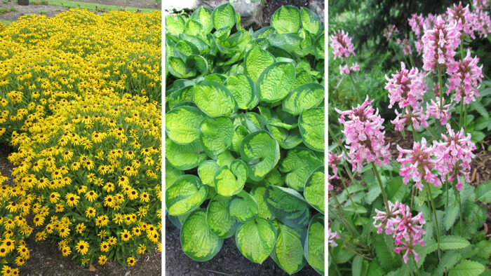 slam-dunk perennials