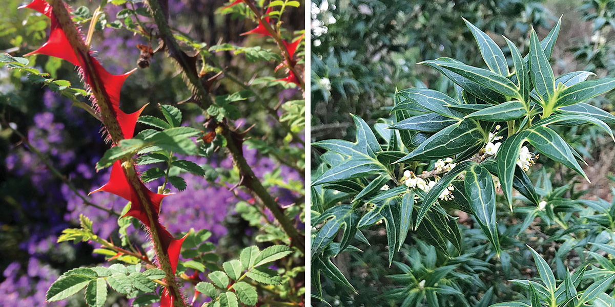 Winged thorn rose and holly tea olive